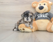 7 week old Cavapoo Puppy For Sale - Windy City Pups