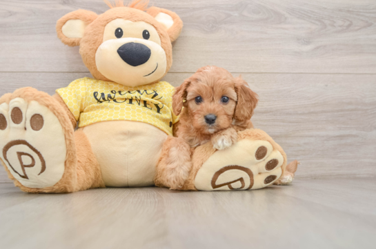 JEWEL, a Cavapoo littermate