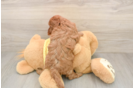 Little Cavipoo Poodle Mix Puppy