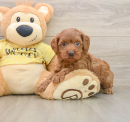 7 week old Cavapoo Puppy For Sale - Windy City Pups