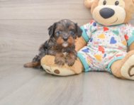 8 week old Cavapoo Puppy For Sale - Windy City Pups