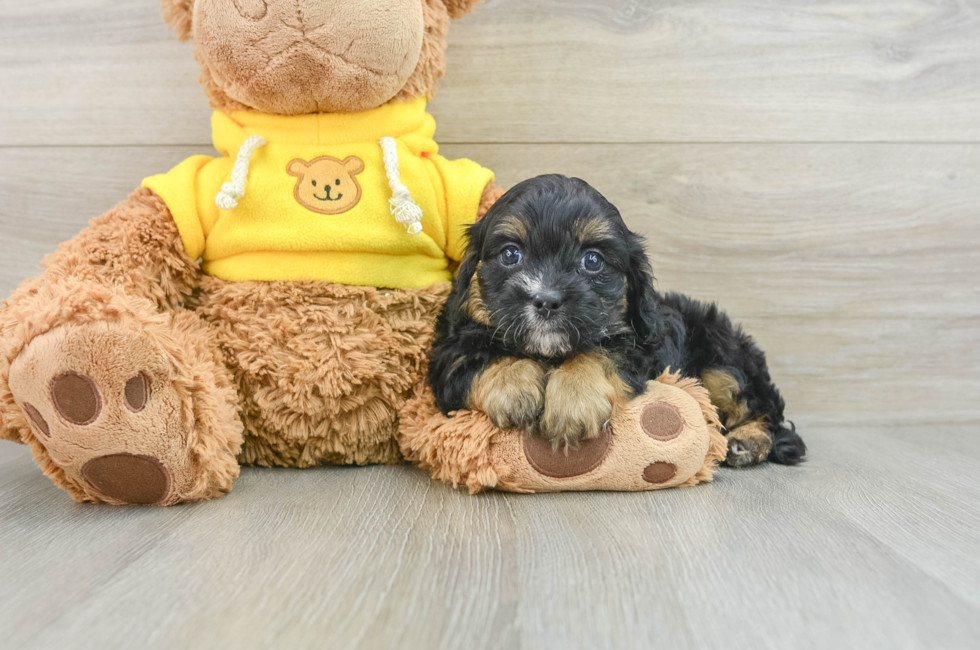 7 week old Cavapoo Puppy For Sale - Windy City Pups