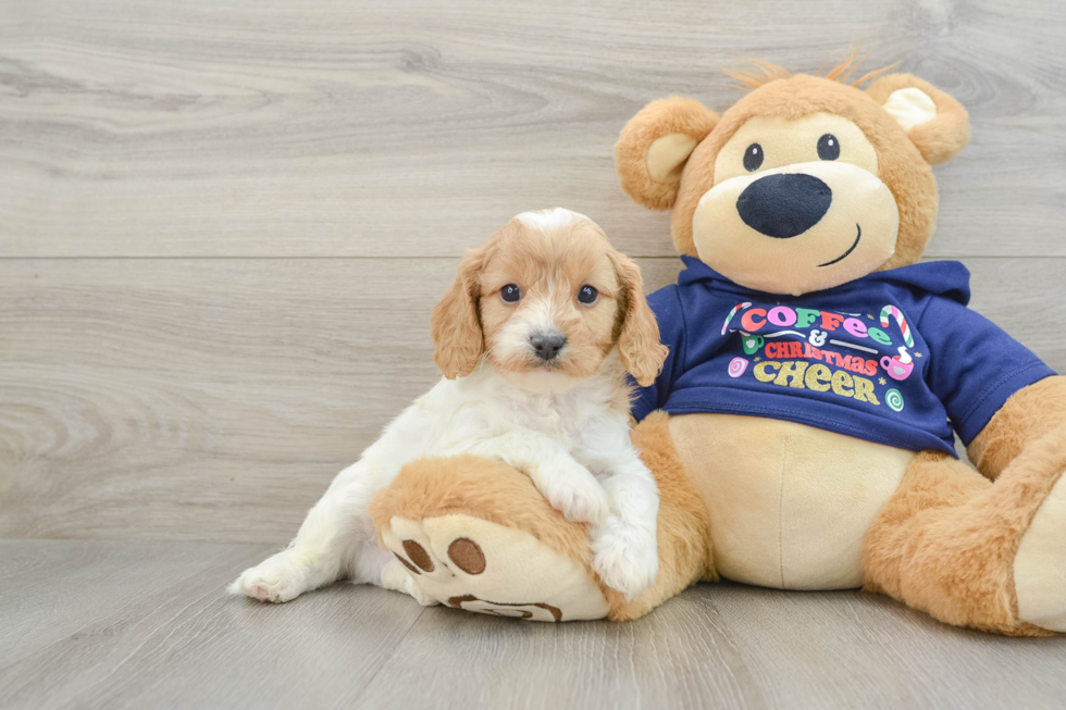 Cavapoo Pup Being Cute