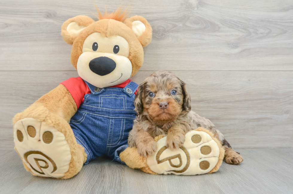 6 week old Cavapoo Puppy For Sale - Windy City Pups