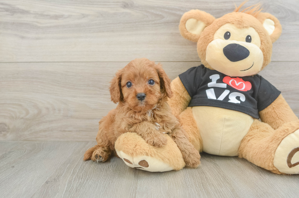 6 week old Cavapoo Puppy For Sale - Windy City Pups