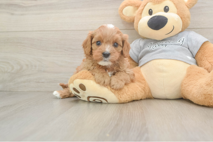 Popular Cavapoo Poodle Mix Pup