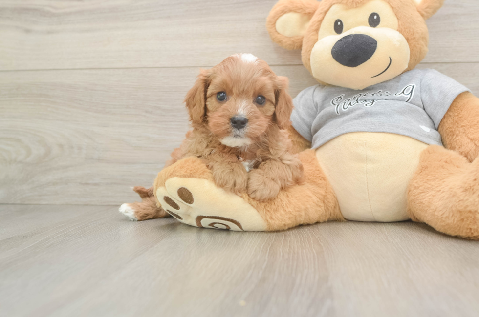 6 week old Cavapoo Puppy For Sale - Windy City Pups
