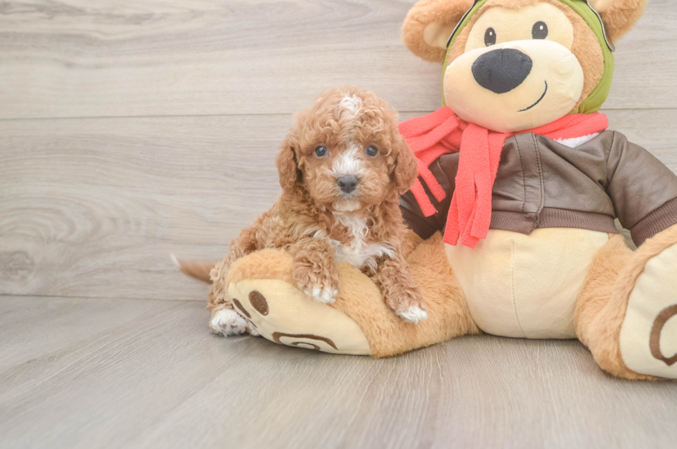 6 week old Cavapoo Puppy For Sale - Windy City Pups