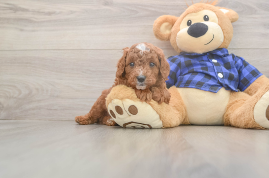 5 week old Cavapoo Puppy For Sale - Windy City Pups Playful Cavapoodle Poodle Mix Puppy