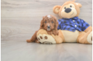 Meet Jordan - our Cavapoo Puppy Photo  1/3 - Windy City Pups Playful Cavapoodle Poodle Mix Puppy