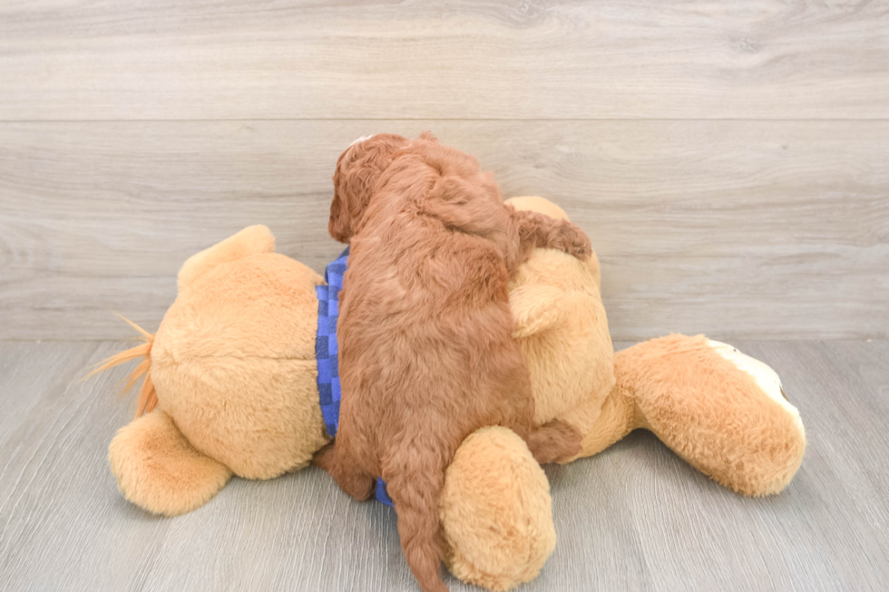 Meet Jordan - our Cavapoo Puppy Photo  3/3 - Windy City Pups Fluffy Cavapoo Poodle Mix Pup