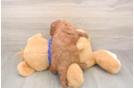 Meet Jordan - our Cavapoo Puppy Photo  3/3 - Windy City Pups Fluffy Cavapoo Poodle Mix Pup