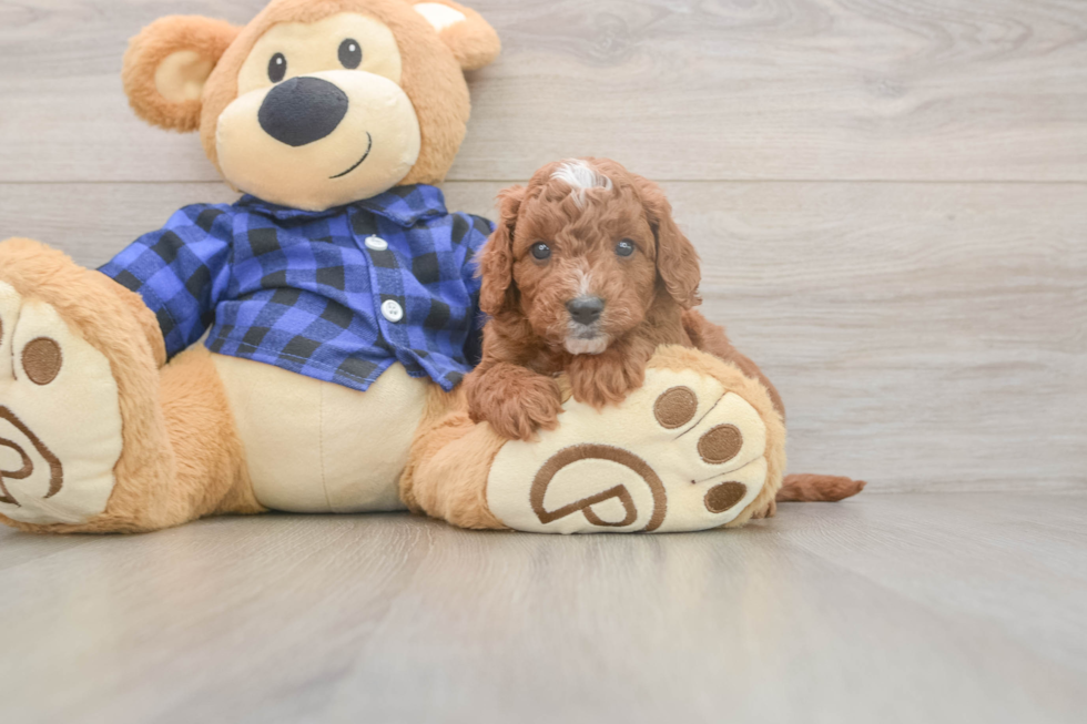 Meet Jordan - our Cavapoo Puppy Photo  2/3 - Windy City Pups Cavapoo Pup Being Cute