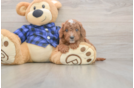 Meet Jordan - our Cavapoo Puppy Photo  2/3 - Windy City Pups Cavapoo Pup Being Cute