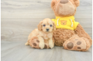 Cute Cavapoo Baby