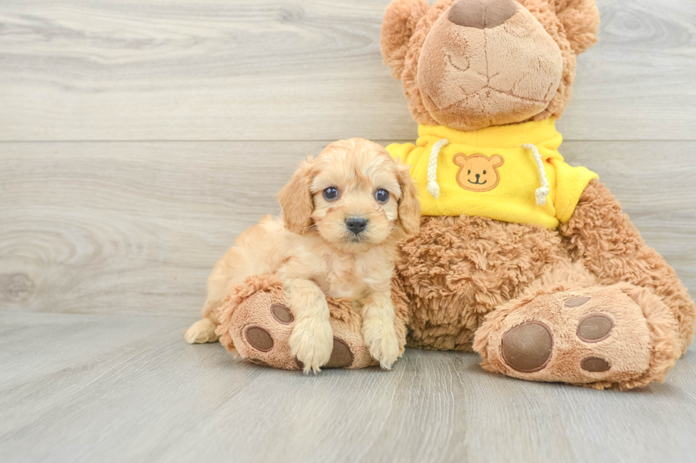 Cute Cavapoo Baby