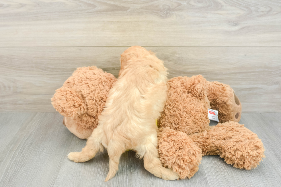 Playful Cavapoodle Poodle Mix Puppy