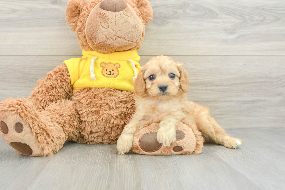 Smart Cavapoo Poodle Mix Pup