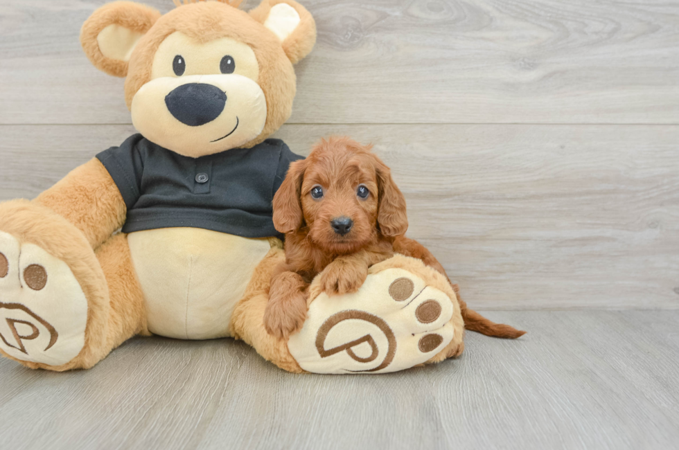 6 week old Cavapoo Puppy For Sale - Windy City Pups