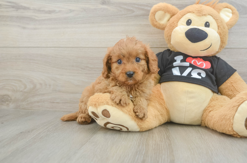 6 week old Cavapoo Puppy For Sale - Windy City Pups