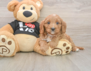 8 week old Cavapoo Puppy For Sale - Windy City Pups