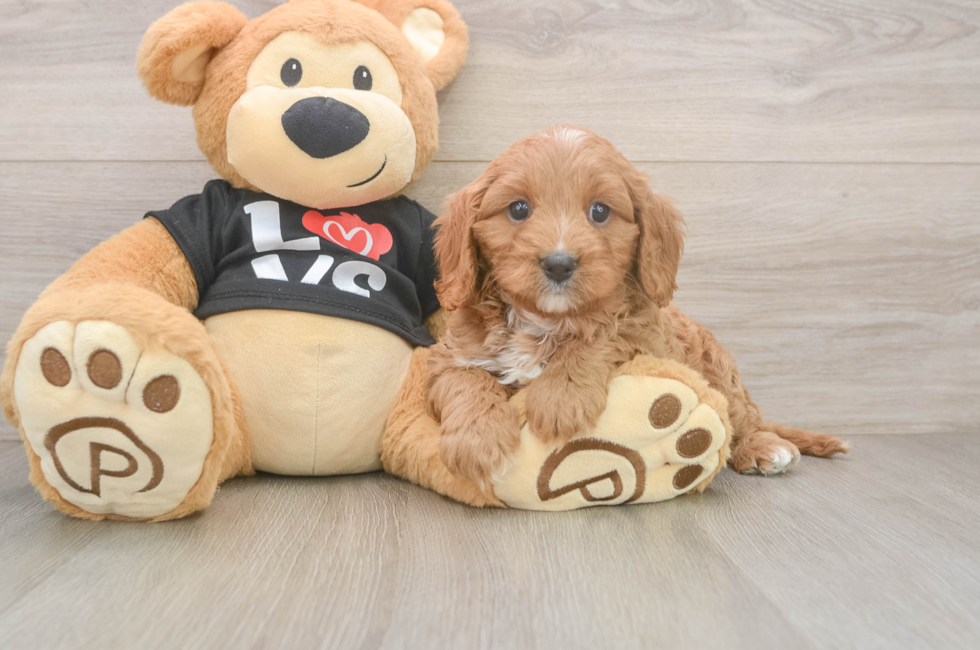 8 week old Cavapoo Puppy For Sale - Windy City Pups