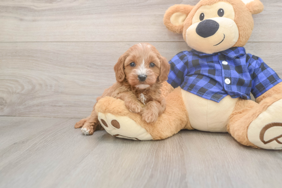 Meet Josh - our Cavapoo Puppy Photo  2/3 - Windy City Pups Best Cavapoo Baby