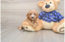Meet Josh - our Cavapoo Puppy Photo  2/3 - Windy City Pups Best Cavapoo Baby