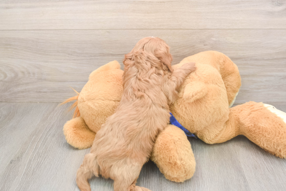 Meet Josh - our Cavapoo Puppy Photo  3/3 - Windy City Pups Cute Cavapoo Baby