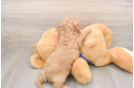 Meet Josh - our Cavapoo Puppy Photo  3/3 - Windy City Pups Cute Cavapoo Baby