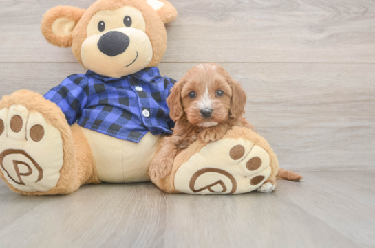 5 week old Cavapoo Puppy For Sale - Windy City Pups Energetic Cavoodle Poodle Mix Puppy