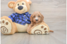 Meet Josh - our Cavapoo Puppy Photo  1/3 - Windy City Pups Energetic Cavoodle Poodle Mix Puppy