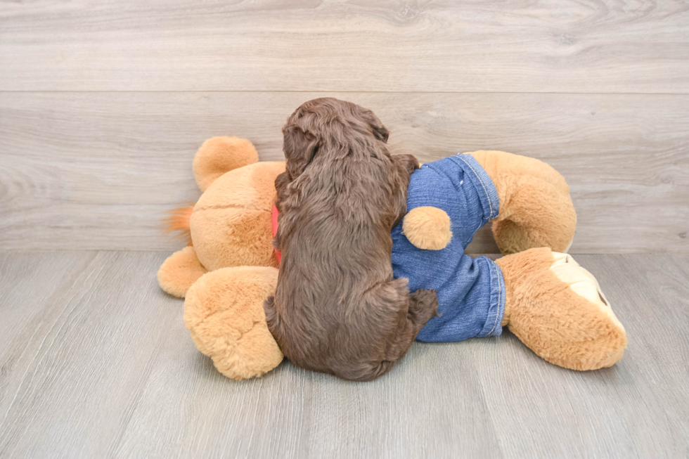 Cavapoo Puppy for Adoption