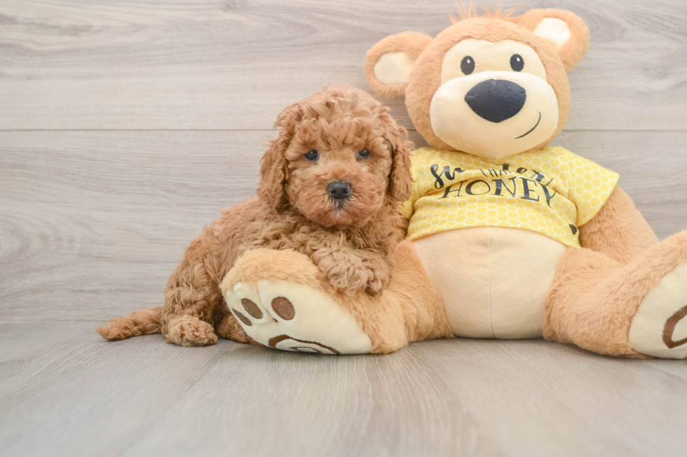 Best Cavapoo Baby
