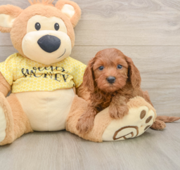 7 week old Cavapoo Puppy For Sale - Windy City Pups