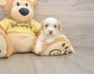 7 week old Cavapoo Puppy For Sale - Windy City Pups