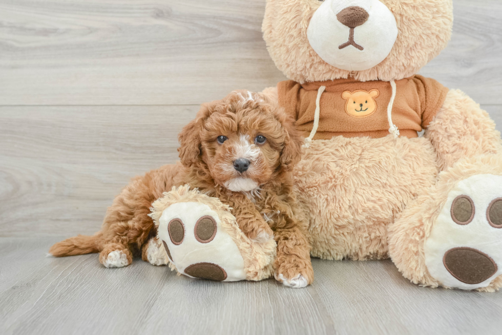 Cavapoo Pup Being Cute