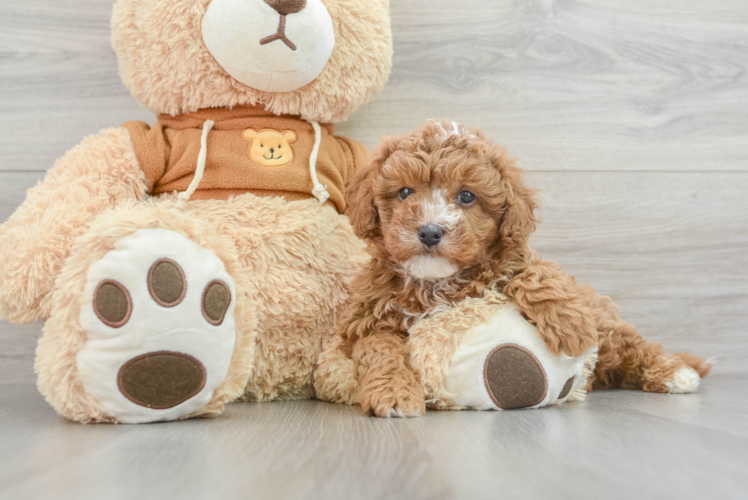 Sweet Cavapoo Baby