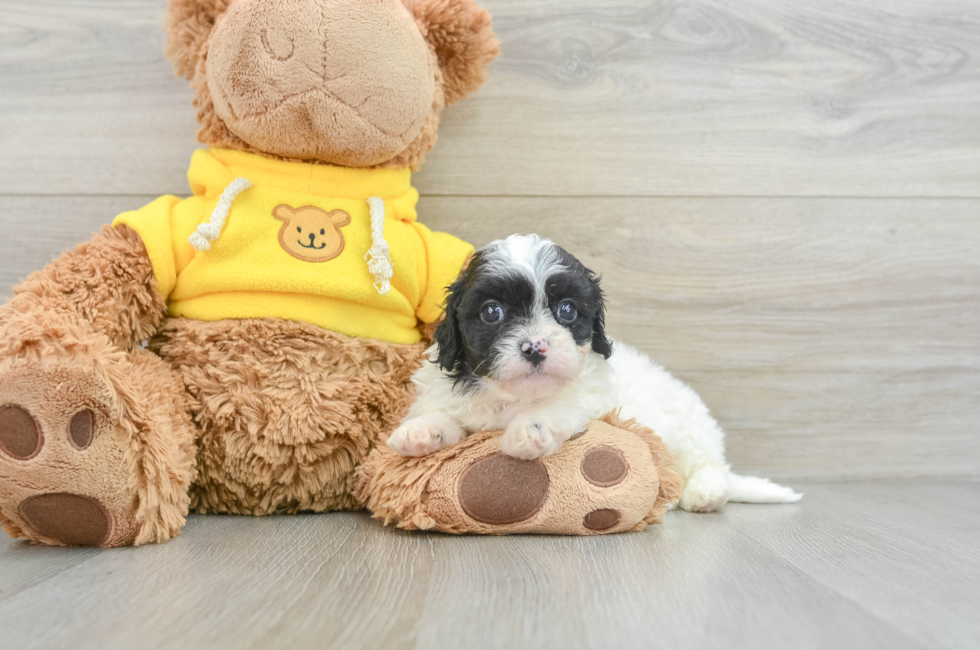 8 week old Cavapoo Puppy For Sale - Windy City Pups