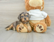 8 week old Cavapoo Puppy For Sale - Windy City Pups