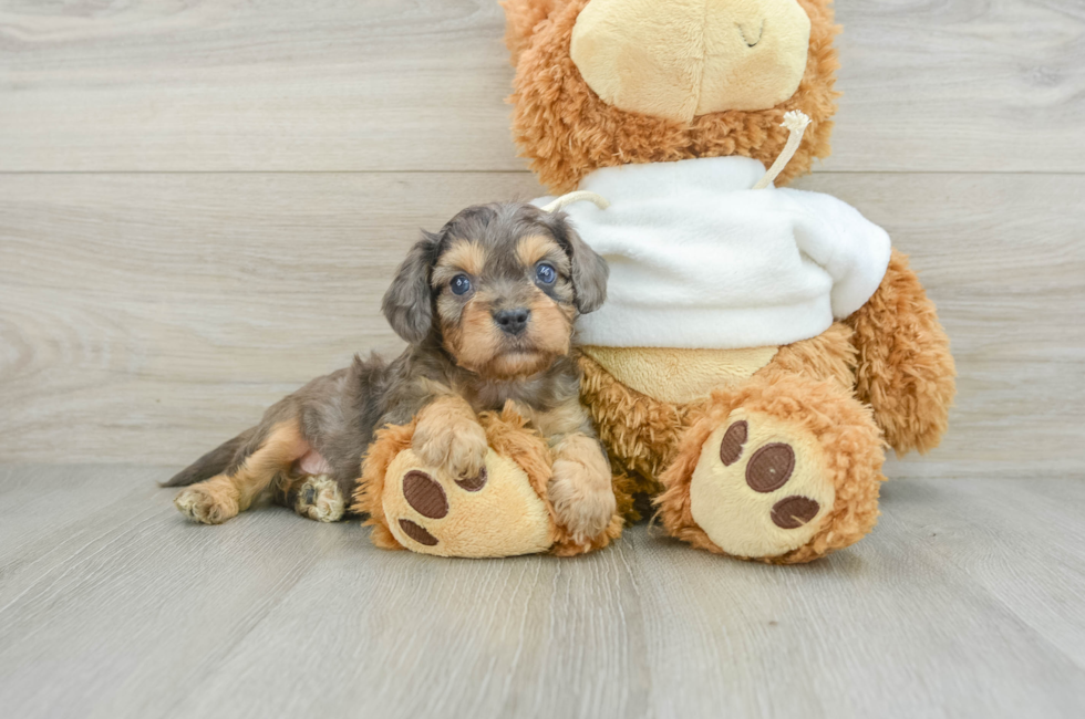 8 week old Cavapoo Puppy For Sale - Windy City Pups