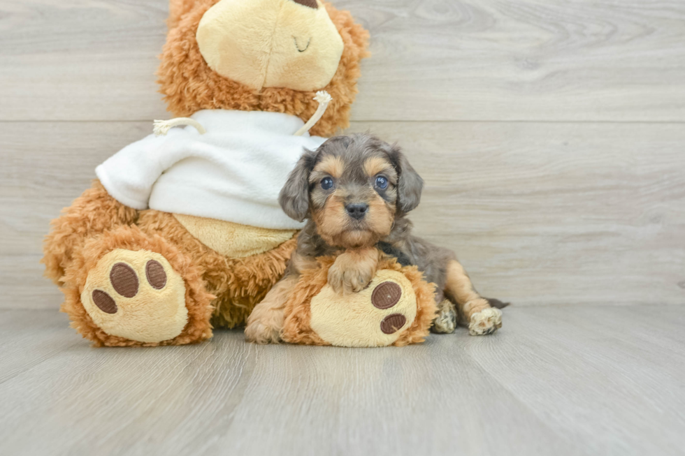 Smart Cavapoo Poodle Mix Pup