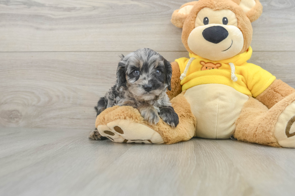 5 week old Cavapoo Puppy For Sale - Windy City Pups