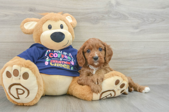 Cavapoo Pup Being Cute