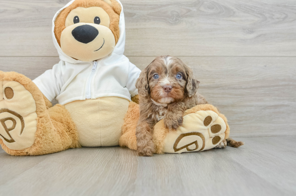 5 week old Cavapoo Puppy For Sale - Windy City Pups