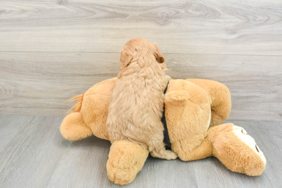 Adorable Cavalier King Charles Spaniel and Poodle Mix Poodle Mix Puppy