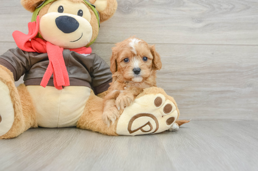 6 week old Cavapoo Puppy For Sale - Windy City Pups