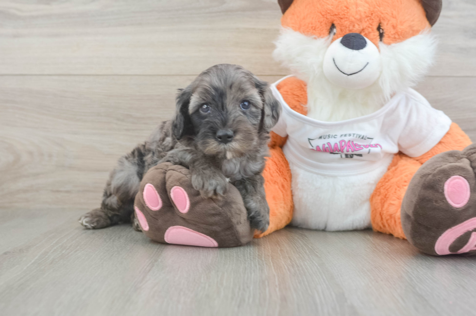 5 week old Cavapoo Puppy For Sale - Windy City Pups