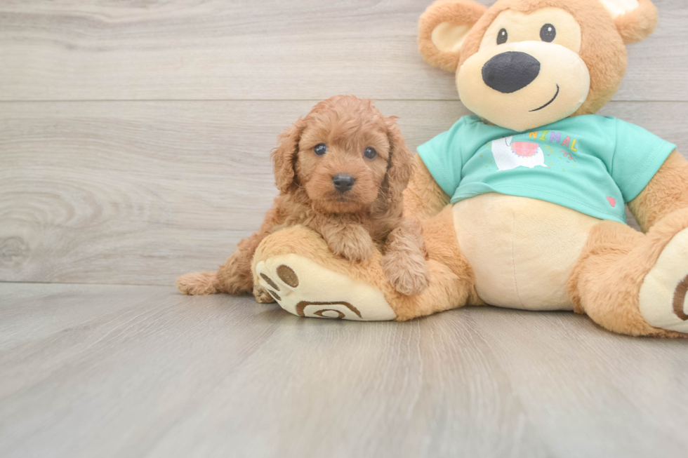 Meet Kaiser - our Cavapoo Puppy Photo  1/3 - Windy City Pups Friendly Cavapoo Baby