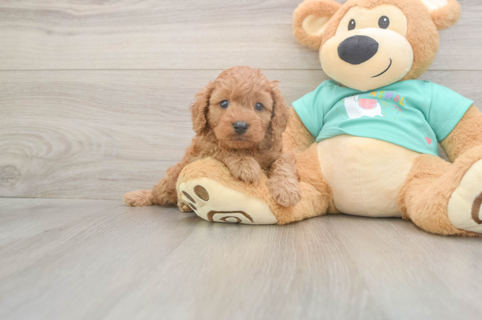5 week old Cavapoo Puppy For Sale - Windy City Pups